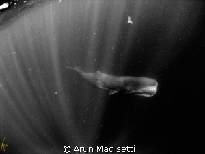 poor visibility, big swells, desaturate and it looks stra... by Arun Madisetti 